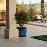 Limestone  Caliza Capri 